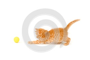 Kitten catch ball
