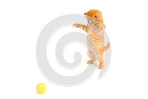 Kitten catch ball