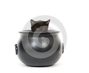 Kitten in a cauldron photo