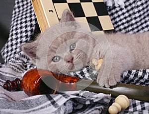 Kitten with chess and pipe