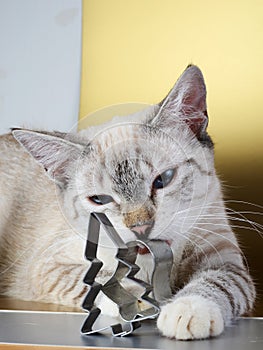 Kitten and christmas cookie cutters