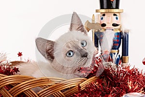 Kitten in a Christmas decoration