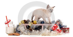 Kitten in a Christmas decoration