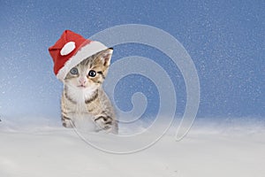 Kitten with Christmas hat sitting in snow