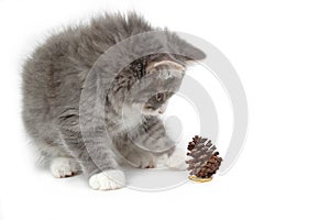 Kitten with christmas pinecone photo