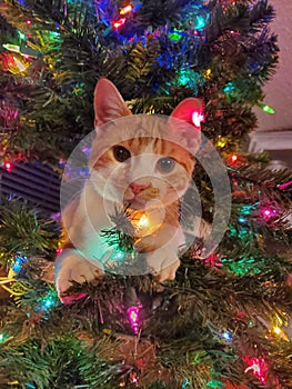 Kitten Christmas Shenanigans From Tigger Cat