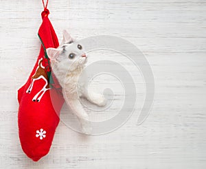 Kitten in a Christmas sock on a white wooden background. New year and gifts concept. Place for your text