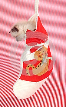 Kitten in a Christmas stocking