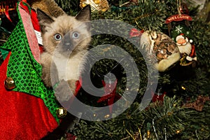 Kitten in a Christmas Stocking