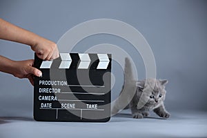 Kitten and a clapperboard, video production