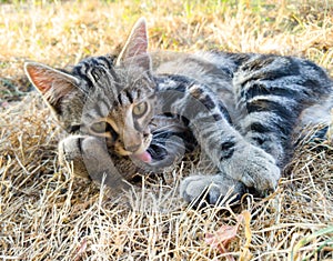 Kitten cleaning himself