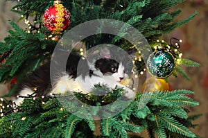 Kitten Climbing on a Christmas Tree