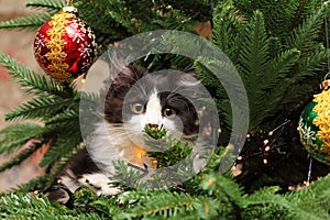 Kitten Climbing on a Christmas Tree