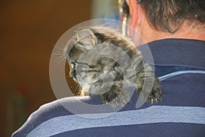 Kitten climbing on the shoulder