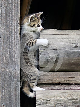 Kitten climbing on stacked wood