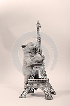 Kitten climbing in Tour Eiffel