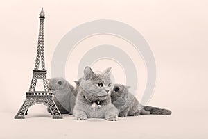 Kitten climbing in Tour Eiffel