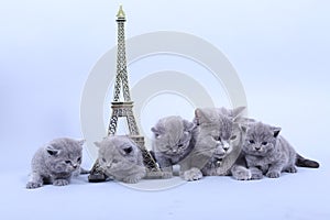 Kitten climbing in Tour Eiffel