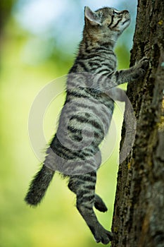 Gattino arrampicata su un albero 