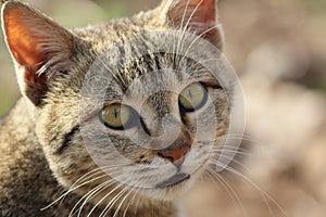 Kitten Close up