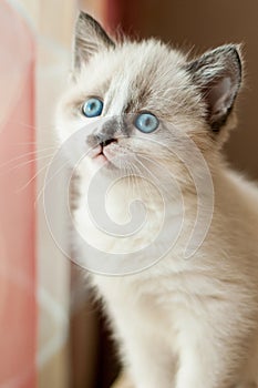 Kitten close-up indoors