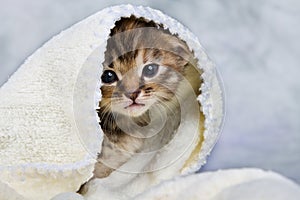 Kitten closed in towel