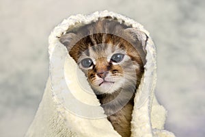 Kitten closed in towel