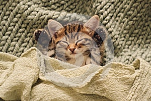 Kitten closed in towel warm sleepy small white