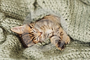 Kitten closed in towel warm sleepy small white