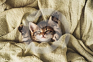 Kitten closed in towel warm sleepy small white