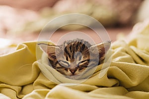 Kitten closed in towel warm sleepy small white