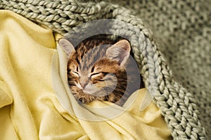 Kitten closed in towel warm sleepy small white