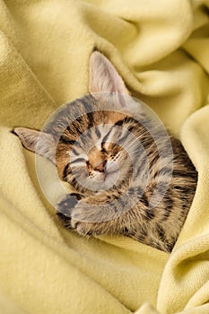 Kitten closed in towel warm sleepy small white