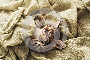 Kitten closed in towel warm sleepy small white