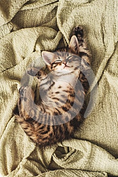 Kitten closed in towel warm sleepy small white
