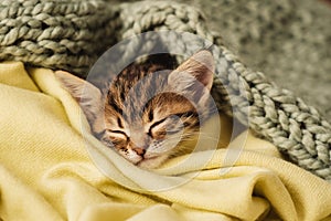 Kitten closed in towel warm sleepy small white