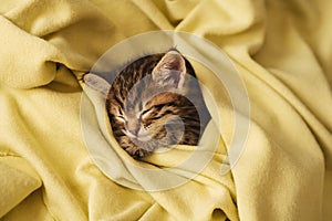 Kitten closed in towel warm sleepy small white