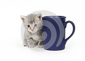 Kitten and coffee cup