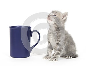 Kitten and coffee cup