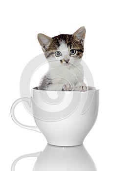 Kitten in Coffee Cup