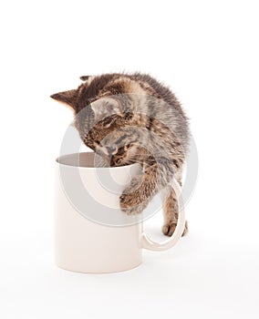 Kitten with coffee cup