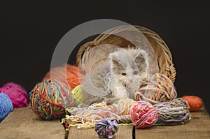 Kitten with colorful wool yarn balls