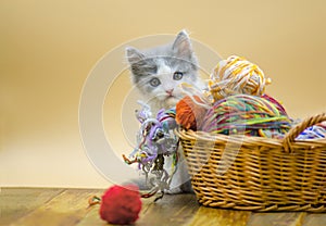 Kitten with colorful wool yarn balls