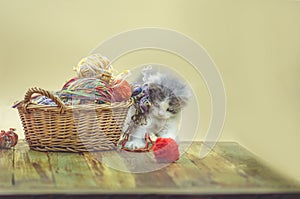 Kitten with colorful wool yarn balls