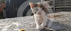 A kitten coming to us