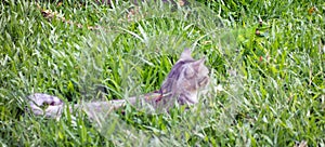 A kitten communing with a tropical iguana in the caribbean