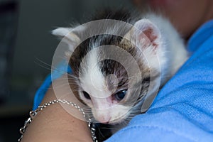 Kitten with conjunctivitis in the hands of a veterinarian