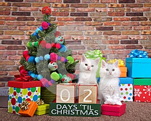 Kitten countdown to Christmas 02 Days