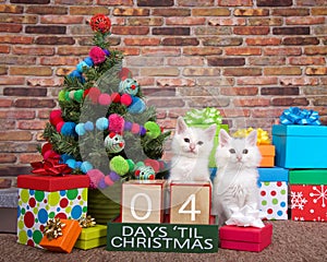 Kitten countdown to Christmas 04 Days