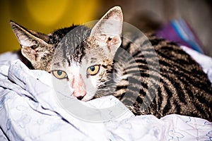 Kitten cradled up in the bed in a house. looking directly in to eyes.